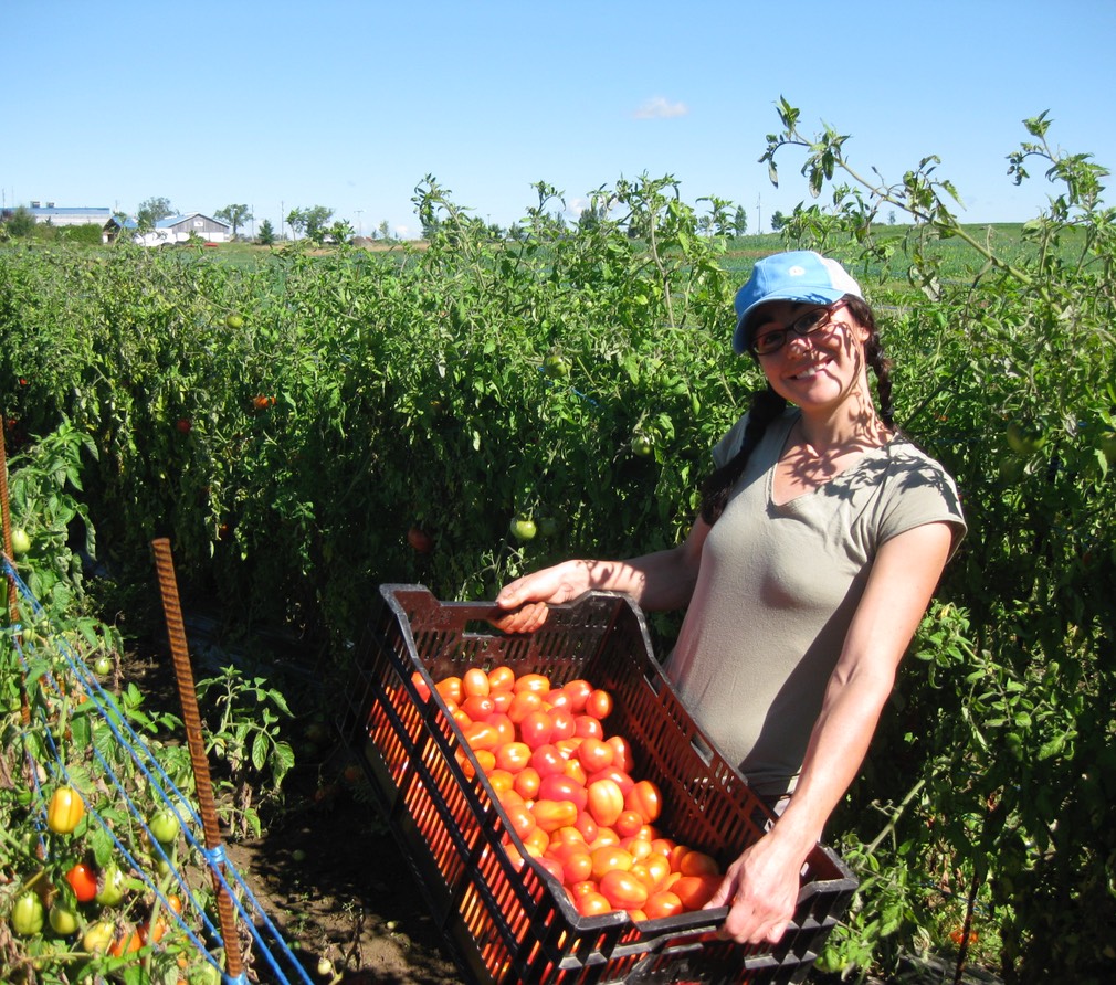 La récolte des tomates de champs saison 2012