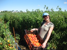 La récolte des tomates de champs saison 2012